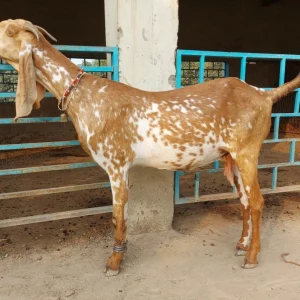 Beetal Goats for Sale