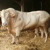04e34d88016fde3f323a9e4bb4587c82.webp Charolais cattle for sale