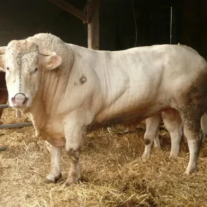 Charolais cattle for sale