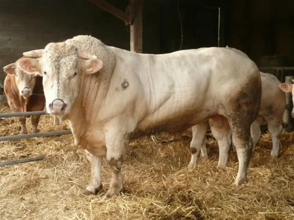 04e34d88016fde3f323a9e4bb4587c82.webp Charolais cattle for sale