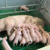 Landrace Pigs for sale