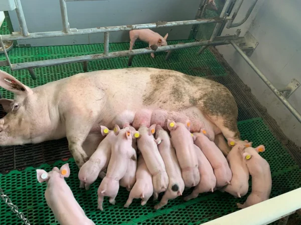Landrace Pigs for sale