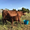 Red Poll Cattle for sale
