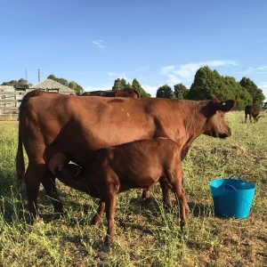 Red Poll Cattle for sale