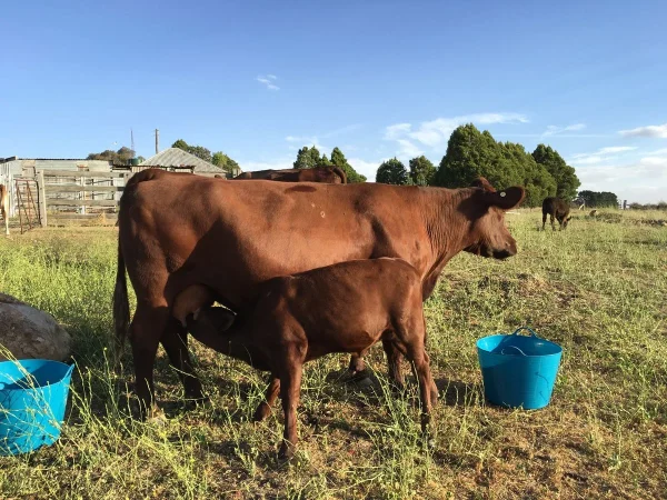 Red Poll Cattle for sale