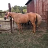 1440d9f923c62ec6d77d396f59c265f0 Quarter Horses for Sale