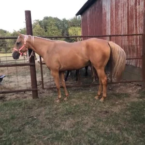 Quarter Horses for Sale