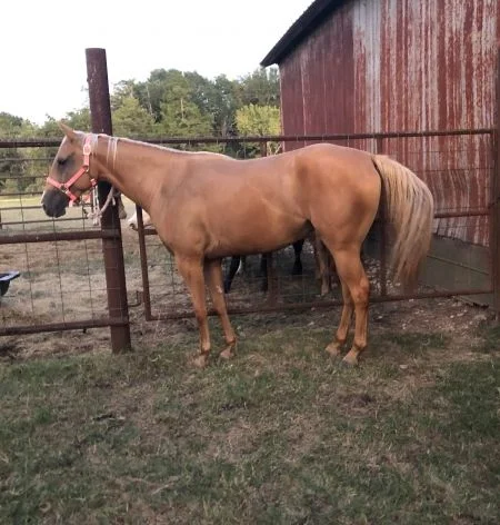 1440d9f923c62ec6d77d396f59c265f0 Quarter Horses for Sale