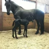 14c45377f31148dd6fa20dd09d3028ea (2) Friesian Horse for Sale | Purebred Friesians