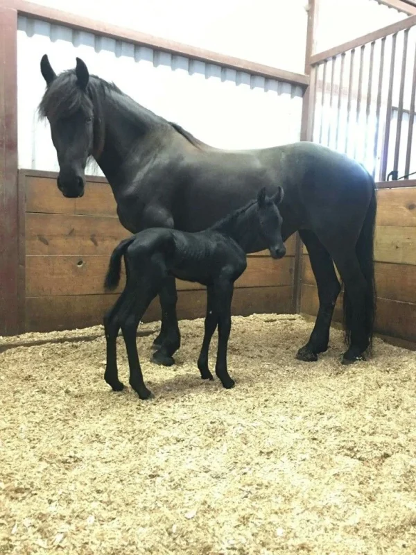 14c45377f31148dd6fa20dd09d3028ea (2) Friesian Horse for Sale | Purebred Friesians