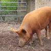 14c607204c5e90a37557e83813b92c5b-1.webp Tamworth Pigs for sale