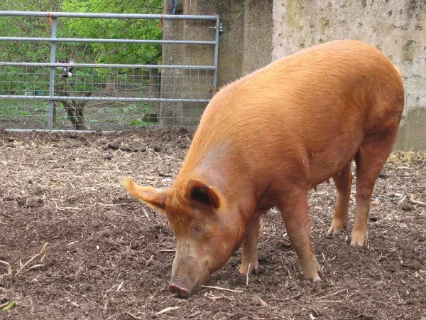 14c607204c5e90a37557e83813b92c5b-1.webp Tamworth Pigs for sale