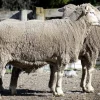 171230-600x388-1-1.webp Merino Sheep for Sale