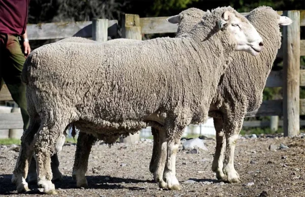 171230-600x388-1-1.webp Merino Sheep for Sale