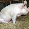 1bd020a6c90e869f337babb1f48fe492-1.webp Chester White Pigs for Sale
