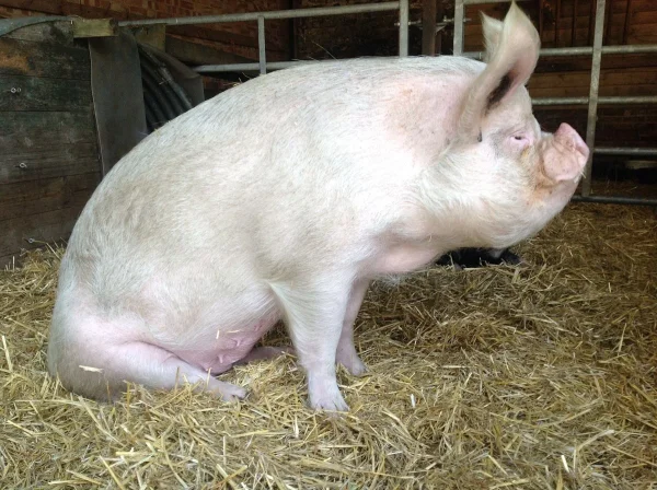 1bd020a6c90e869f337babb1f48fe492-1.webp Chester White Pigs for Sale