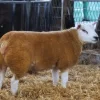 Texel Sheep for Sale