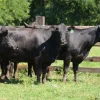 2042f3fab34e9bc3d6b070e0a740e4a4-1.webp Angus Cattle for Sale