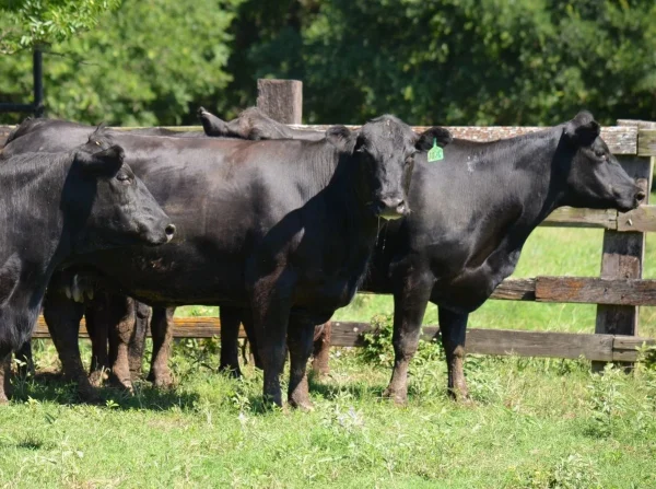2042f3fab34e9bc3d6b070e0a740e4a4-1.webp Angus Cattle for Sale