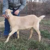 20f932bcfa0d563a31adb62ab9b08cbb.webp LaMancha Goats for Sale
