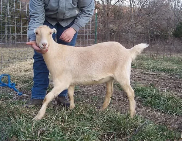 20f932bcfa0d563a31adb62ab9b08cbb.webp LaMancha Goats for Sale