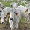 21e88918d3f747638098f016a2523179-1.webp Brahman Cattle For Sale