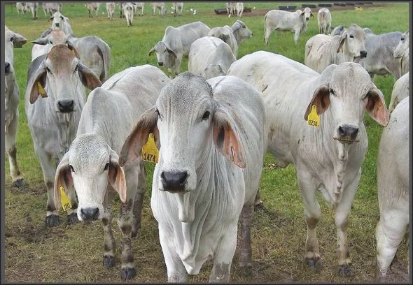 21e88918d3f747638098f016a2523179-1.webp Brahman Cattle For Sale
