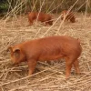 Duroc Pigs for Sale