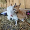 29e118ca4c2085aaeed5987746ac6c98.webp Nigerian Dwarf Goats for Sale