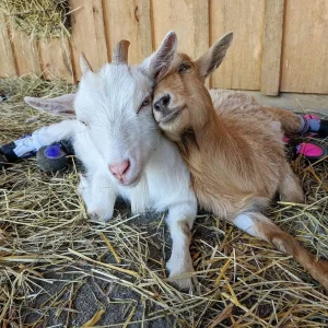 Nigerian Dwarf Goats for Sale