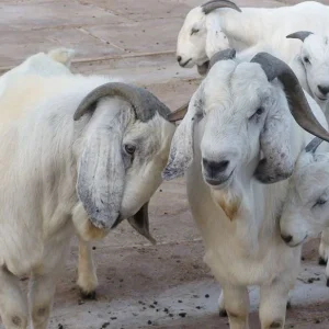 Savanna Goats For Sale
