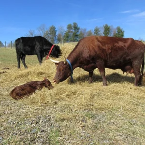 Devon Cattle for Sale