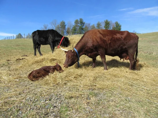 2f010d68b39dd84e23922c17e197fc8f.webp Devon Cattle for Sale
