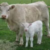 363989a1a78130263e3ea48fc8ea2d02-600x450-1.webp Charolais cattle for sale