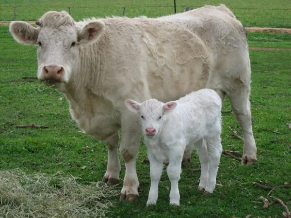 363989a1a78130263e3ea48fc8ea2d02-600x450-1.webp Charolais cattle for sale