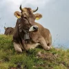 Brown Swiss Cows For Sale
