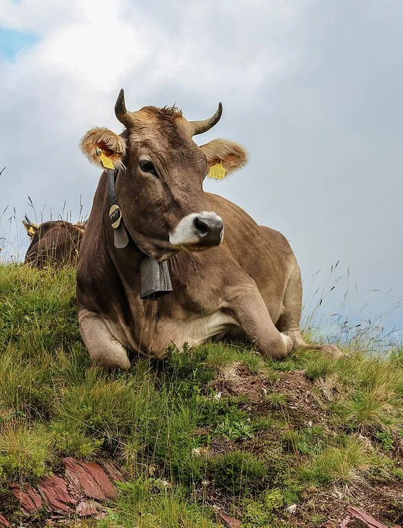 Brown Swiss Cows For Sale