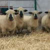 Hampshire Sheep for Sale