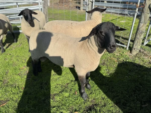 Suffolk Sheep for Sale