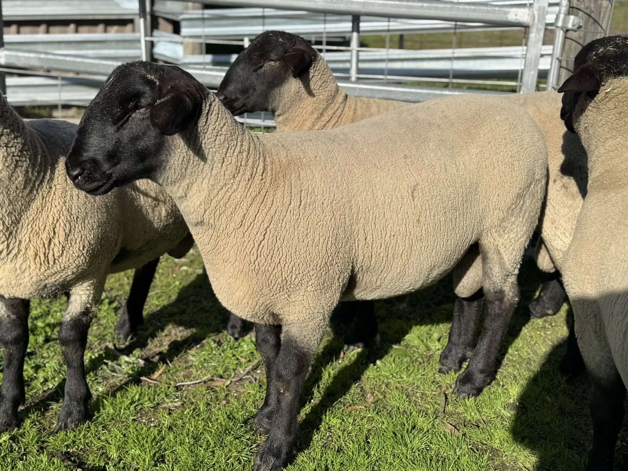 Livestock auction