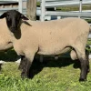 Suffolk Sheep for Sale