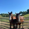 Thoroughbred Horses for Sale