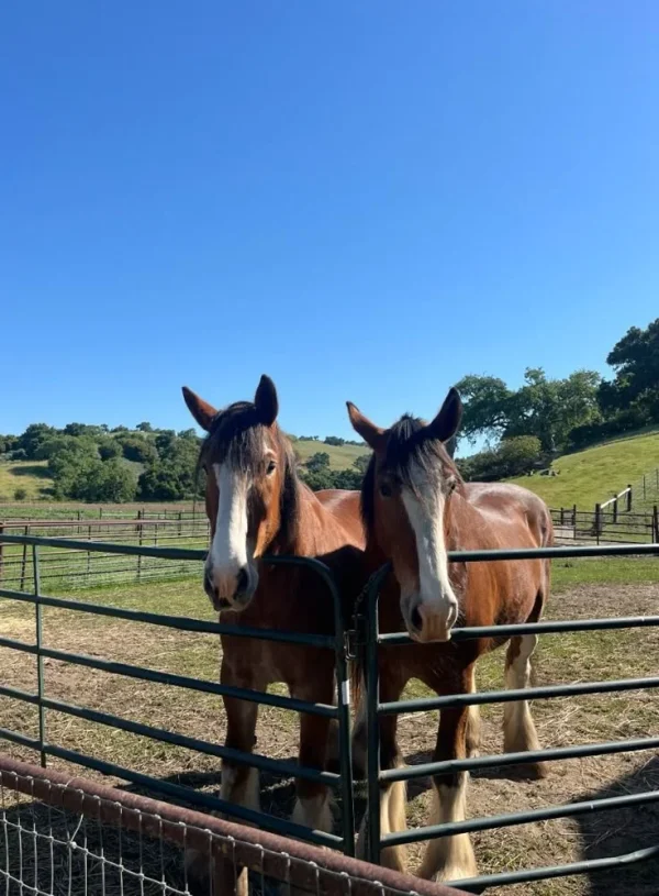 Thoroughbred Horses for Sale