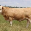5e35103fc97f2b60fed0b016d9a65be1.webp Simmental Cattle for Sale