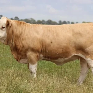 Simmental Cattle for Sale