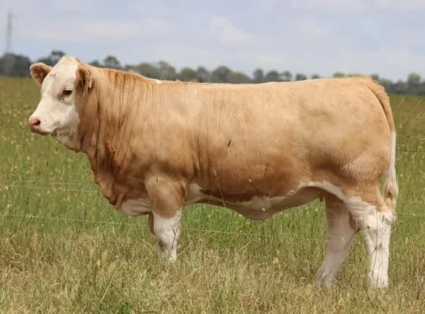 5e35103fc97f2b60fed0b016d9a65be1.webp Simmental Cattle for Sale