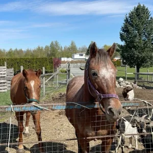 Thoroughbred Horses for Sale