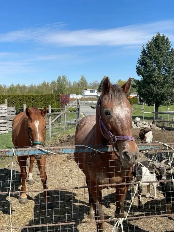 Thoroughbred Horses for Sale