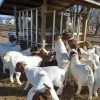6d993ae6f32ab068c75e59bf027f7427.webp Boer Goats for Sale