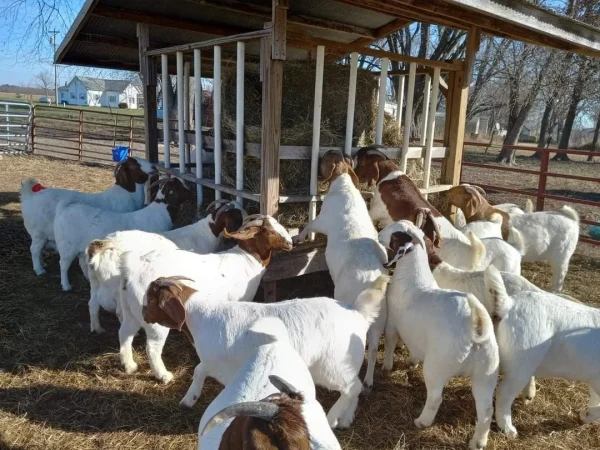 6d993ae6f32ab068c75e59bf027f7427.webp Boer Goats for Sale